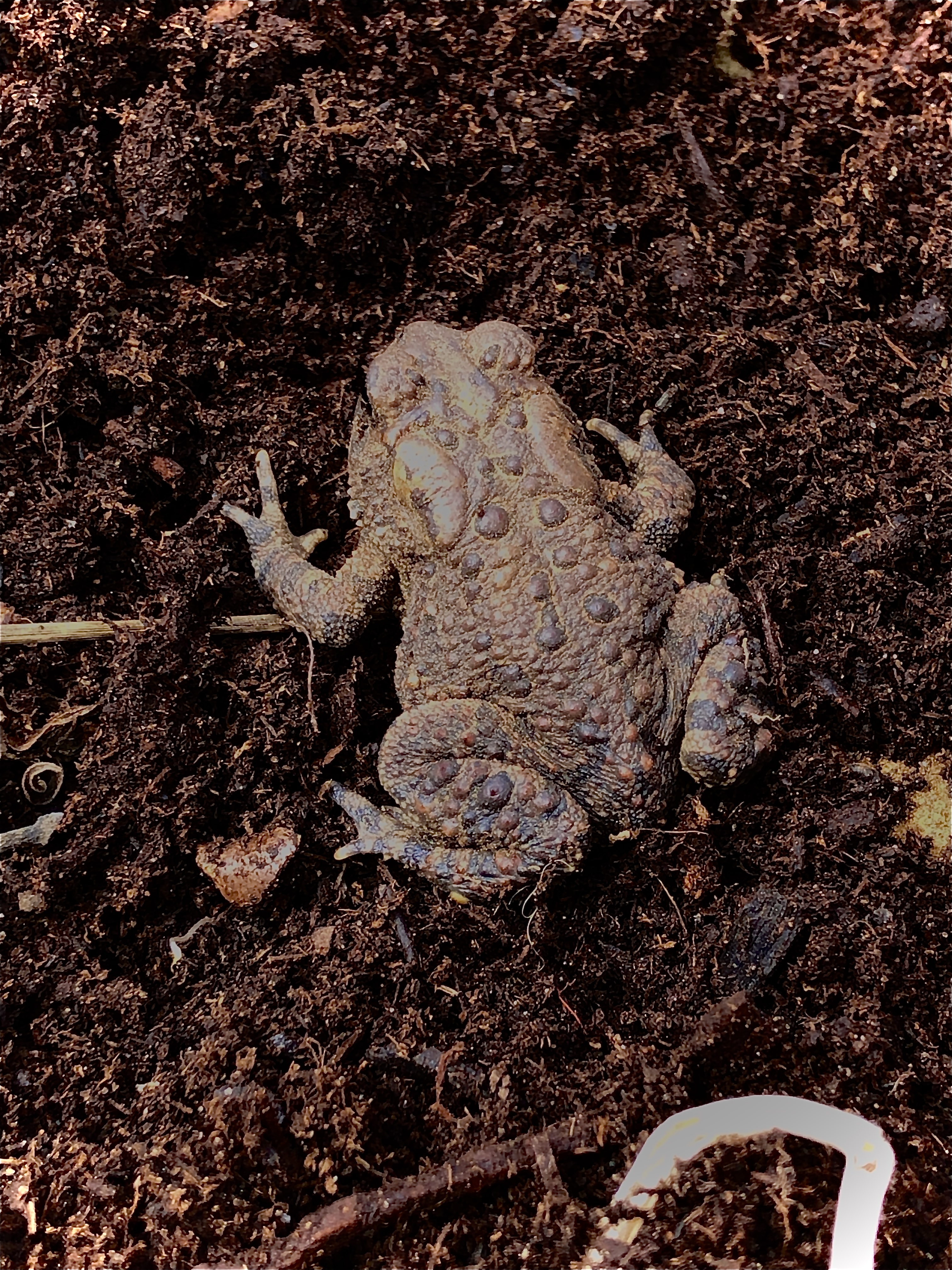 Embracing Liminal Spaces: Toads as Garden Guides